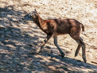 Slovakya 'nın Nitra kentindeki bir kreşte Avrupalı muflon Ovis orientalis.