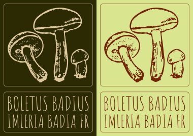 Vektör çizimi Boletus Badius. El çizimi çizimi. Latince adı IMLERIA BADIA FR.