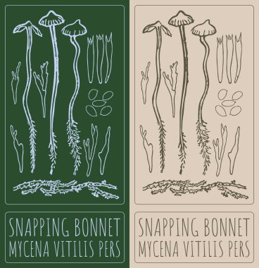 Vektör BONNET 'i çiziyor. El çizimi çizimi. Latince adı MYCENA VITILIS PERS.