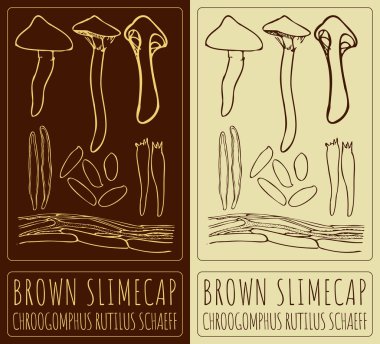 Drawing BROWN SLIMECAP. Hand drawn illustration. Latin name is CHROOGOMPHUS RUTILUS SCHAEFF. clipart