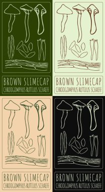 Brown SLIMECAP 'ı çeşitli renklerde çizen vektör kümesi. El çizimi çizimi. Latince adı CHROOGOMPHUS RUTILus SCHAEFF.