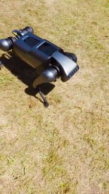 Orcas Adası, Washington, ABD - 06.28.2024: Boston Dinamik Benek robotu, çok amaçlı bir köpek robot, sokakta yürüyor.