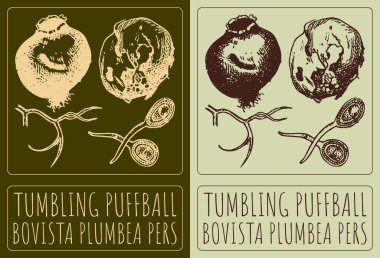 Drawing TUMBLING PUFFBALL. Hand drawn illustration. Latin name is BOVISTA PLUMBEA PERS. clipart