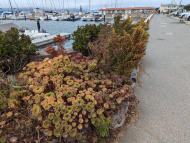 San Francisco, Kaliforniya 'nın rıhtımındaki Marina Small Craft Limanı yakınlarındaki yeşil alanlar.