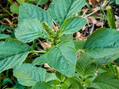 Close-up of fresh leaves and flowers of Amaranthus retroflexus. clipart