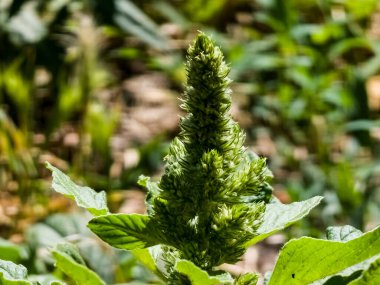 Taze yaprakların ve Amaranthus retroflexus çiçeklerinin yakın çekimi.