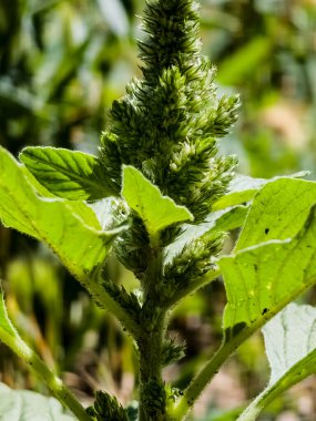 Close-up of fresh leaves and flowers of Amaranthus retroflexus. clipart