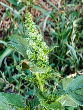 Taze yaprakların ve Amaranthus retroflexus çiçeklerinin yakın çekimi.