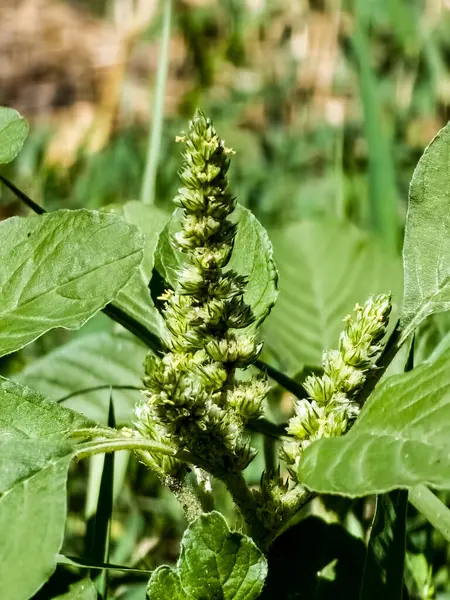 Taze yaprakların ve Amaranthus retroflexus çiçeklerinin yakın çekimi.