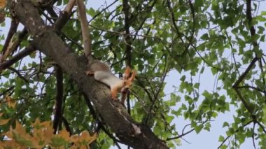 Sonbaharda ağaç dalında ağzında fındık olan vahşi bir sincap..