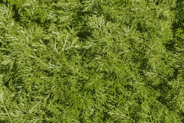 Closeup of fresh growing sweet wormwood (Artemisia Annua, sweet annie, annual mugwort) grasses in the wild field, Artemisinin medicinal plant, natural green grass leaves texture wallpaper background clipart