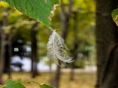Yaprağın üzerindeki küçük beyaz kuş tüyü. Yeşil yaprağın üzerinde asılı küçük beyaz tüy yumuşak arka planda, yeşil yapraklarla yakın plan.