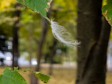 Yaprağın üzerindeki küçük beyaz kuş tüyü. Yeşil yaprağın üzerinde asılı küçük beyaz tüy yumuşak arka planda, yeşil yapraklarla yakın plan.