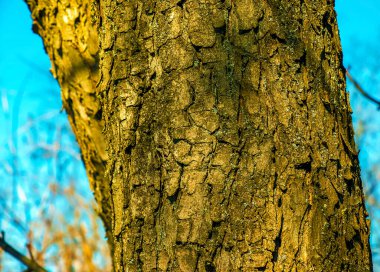 Ağaç kabuğundan. Avrupa at kestanesi, Aesculus hipocastanum.