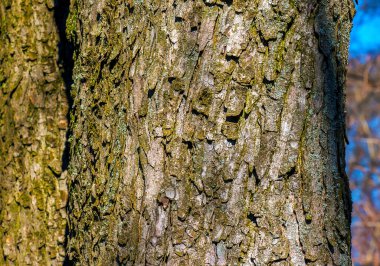 Ağaç kabuğundan. Avrupa at kestanesi, Aesculus hipocastanum.
