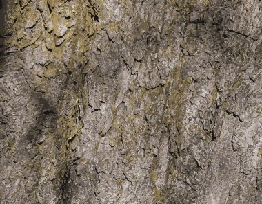 Avrupa Atı Chestnut Aesculus Hipocastanum 'un Kabuk Arkaplanı. Ağaç kabuğu arkaplanı