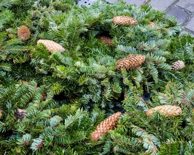 Noel ağacı pazarında taze ağaç dalları ve çam kozalaklarından yapılmış bir sürü Noel çelengi. Noel için hazırlanılıyor