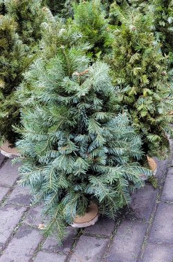 Noel ağacı pazarında birçok Noel ağacı var. Noel için hazırlanılıyor.