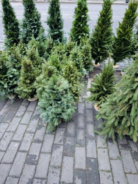 Noel ağacı pazarında birçok Noel ağacı var. Noel için hazırlanılıyor.