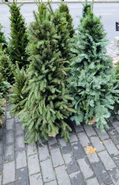 Noel ağacı pazarında birçok Noel ağacı var. Noel için hazırlanılıyor.