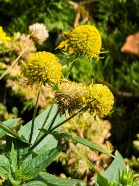 Uzun ömürlü Verbesina encelioides 'in sarı çiçekleri ya da altın taç sakalı,
