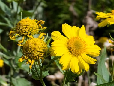 Uzun ömürlü Verbesina encelioides 'in sarı çiçekleri ya da altın taç sakalı,