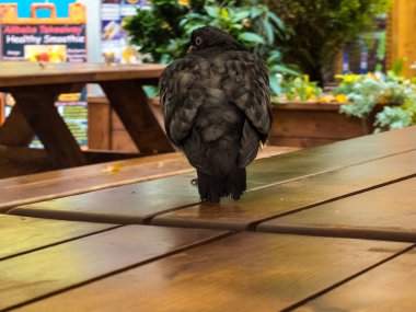 Kahverengi güvercini yakından çek. Kuş ahşap bir masada oturur. Bulutlu.