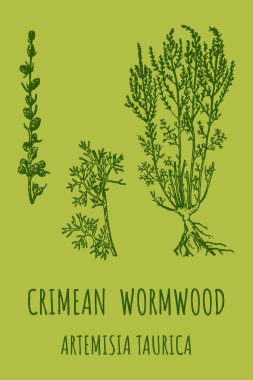 CRIMEAN Wormwood (Artemisia taurica) illüstrasyon. Pelinotu dalı, yapraklar ve pelin otu çiçekleri. Kozmetik ve Tıbbi Tesis.