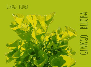 Illustration of fresh bright green ginkgo biloba leaves. Branch of a ginkgo tree.