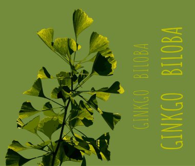 Illustration of fresh bright green ginkgo biloba leaves. Branch of a ginkgo tree.