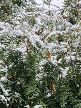 The thuja is covered with the first snow. Thuja branches in the snow. clipart