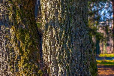 Mantar ağacı kabuğuna yakın çekim. Mantar ağacı ya da Latince Phellodendron sakhalinense