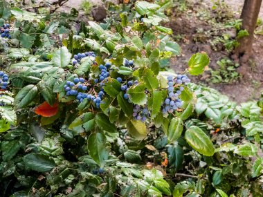 Blue Oregon Grape Root Berries, or Mahonia acifolium, or Mahonia pendula. clipart