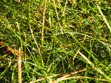 Güneşin altında güzel bir su damlası. Çiy damlaları çimlerin üzerinde parıldıyor..