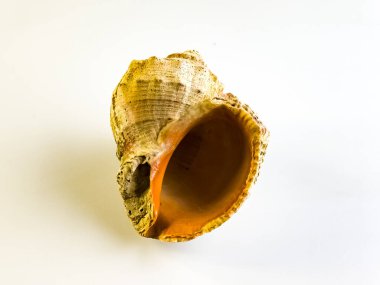 Latince Rapana. Beyaz arka planda Karadeniz rapan kabuğu.