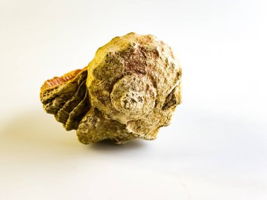 Rapanlar deniz yumuşakçasıdır. Beyaz arka planda deniz kabuğu.