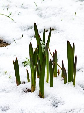 Taze sulu lale filizleri karların altından çıkar. Kış.