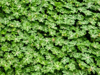 Spring pink flower buds and leaves of Geranium macrorizum geranium plant growing in the garden. clipart