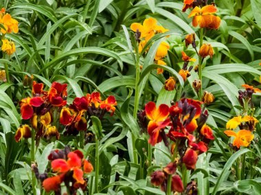 Kırmızı duvar çiçeklerine yakın erysimum cheiri çiçek açmış..