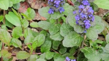 Sürünen borazanlar, Latin Ajuga sürüngenleri, rüzgarda. Halk tıbbında astım için ve iyileşme sürecini hızlandırmak için kullanılır..