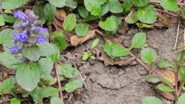 Sürünen borazanlar, Latin Ajuga sürüngenleri, rüzgarda. Halk tıbbında astım için ve iyileşme sürecini hızlandırmak için kullanılır..