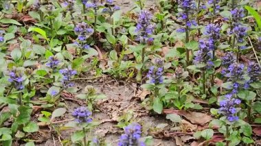 Sürünen borazanlar, Latin Ajuga sürüngenleri, rüzgarda. Halk tıbbında astım için ve iyileşme sürecini hızlandırmak için kullanılır..