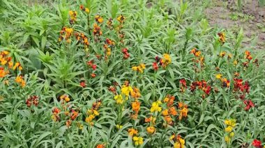 Erysimum cheiri, Cheiranthus cheiri, Lakfiol. Geniş bir bahçe bitkisi olarak yetiştirilmiş. Çiçek arka planı