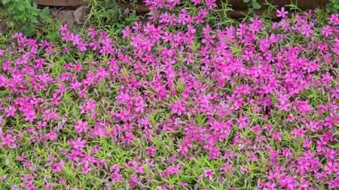 Phlox subulata pembe çiçekli bitki. İngilizce isimler sürünen phlox, yosun yosunu pembe