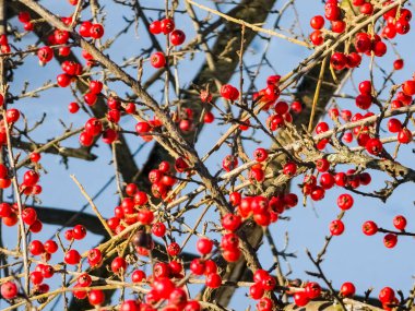 Kırmızı çilekli dallar, Latince adı Cotoneaster Horizontalis. Kış. Yakın plan..