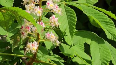 Bahar çiçekleri arasında kestane ağaçları, bahar parkında çiçek açarken kestane çiçekleri.