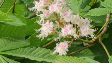 Bahar çiçekleri arasında kestane ağaçları, bahar parkında çiçek açarken kestane çiçekleri.