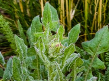 Helminthotheca echioides, Picris echioides, Bristly Oxlanguage, Compositae. Yazın yabani bitki. Yakın plan..