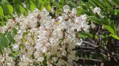 Akasya baharda çiçek açar. Çiçekler yeşil arka planda dallanır. Beyaz akasya çiçekleri, güneşli bir gün. Bolluk çiçeği..
