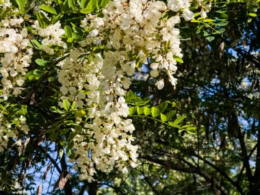 Vahşi doğada ilkbaharda açmakta olan beyaz akasya Robinia psödoacia 'nın yakın çekimi. Bulanık arkaplan.